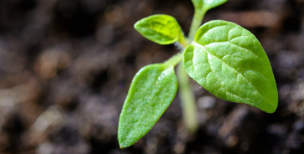Exemple action RSE : gros plan sur une jeune pousse verte avec deux feuilles délicates, symbolisant la croissance durable dans un sol fertile.