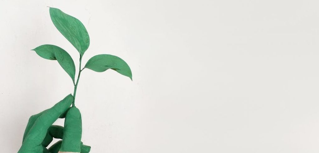 Main verte tenant une jeune pousse verte symbolisant la croissance durable et les engagements d'une entreprise éthique