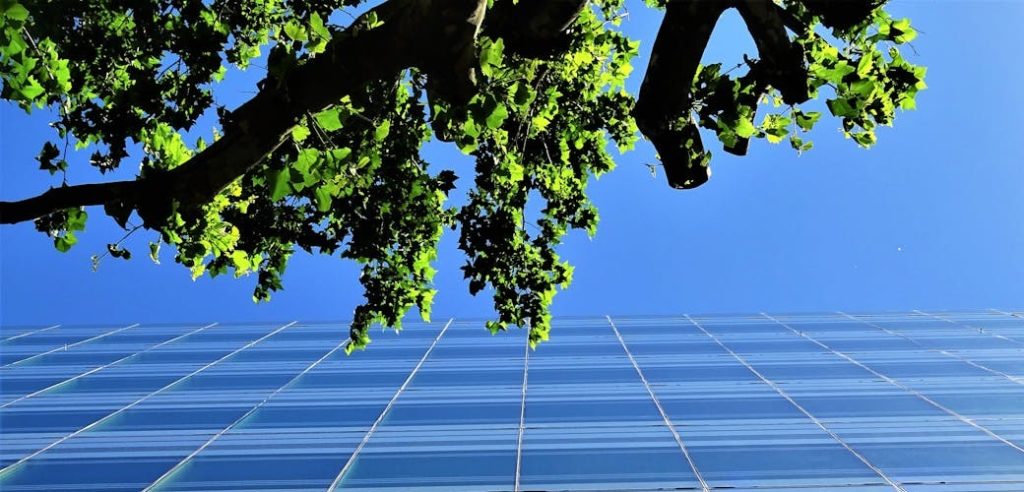 norme iso 14001 : un arbre en haut de l’image devant un mur d’immeuble vitré sur fond de ciel bleu