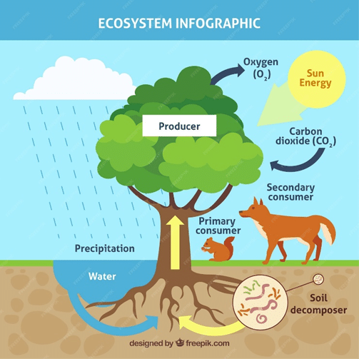 schéma du fonctionnement d'un ecosystème naturel, source d'inpiration de l'écologie industrielle