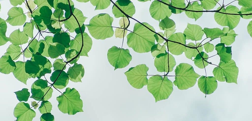 transparence environnementale : image d'une branche d'arbre verte et de ses feuilles