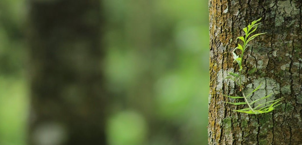 csrd : image d'un tronc d'arbre en gros plan sur la droite